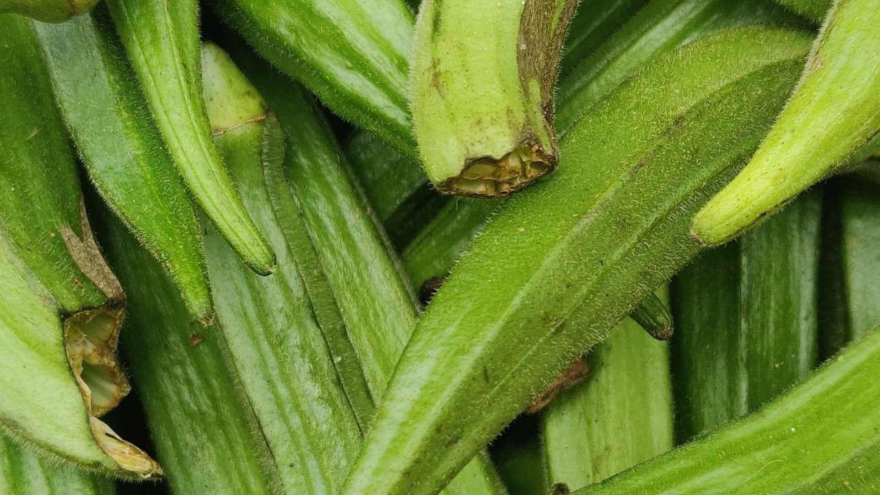 Manfaat Okra Bagi Tubuh Jika Rutin Dikonsumsi, Sayuran Kaya Nutrisi