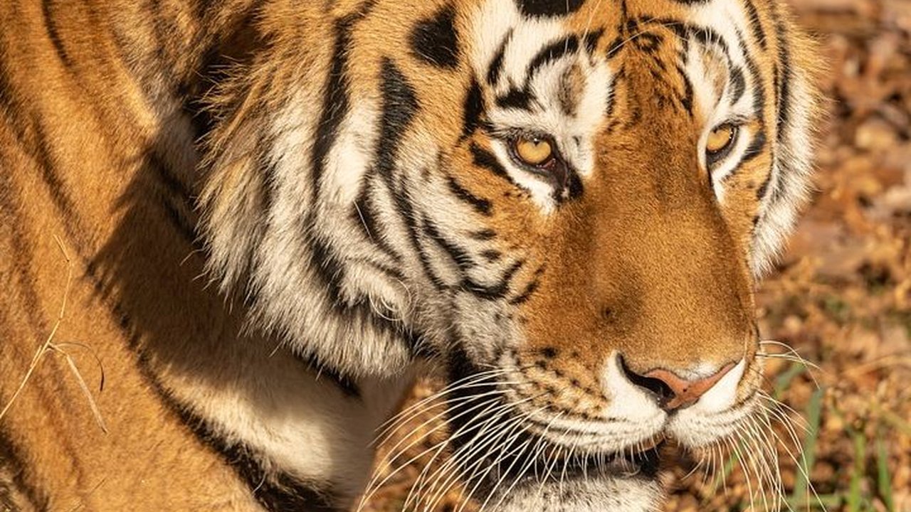 29 Juli Memperingati Hari Harimau Internasional, Lindungi dari Kepunahan