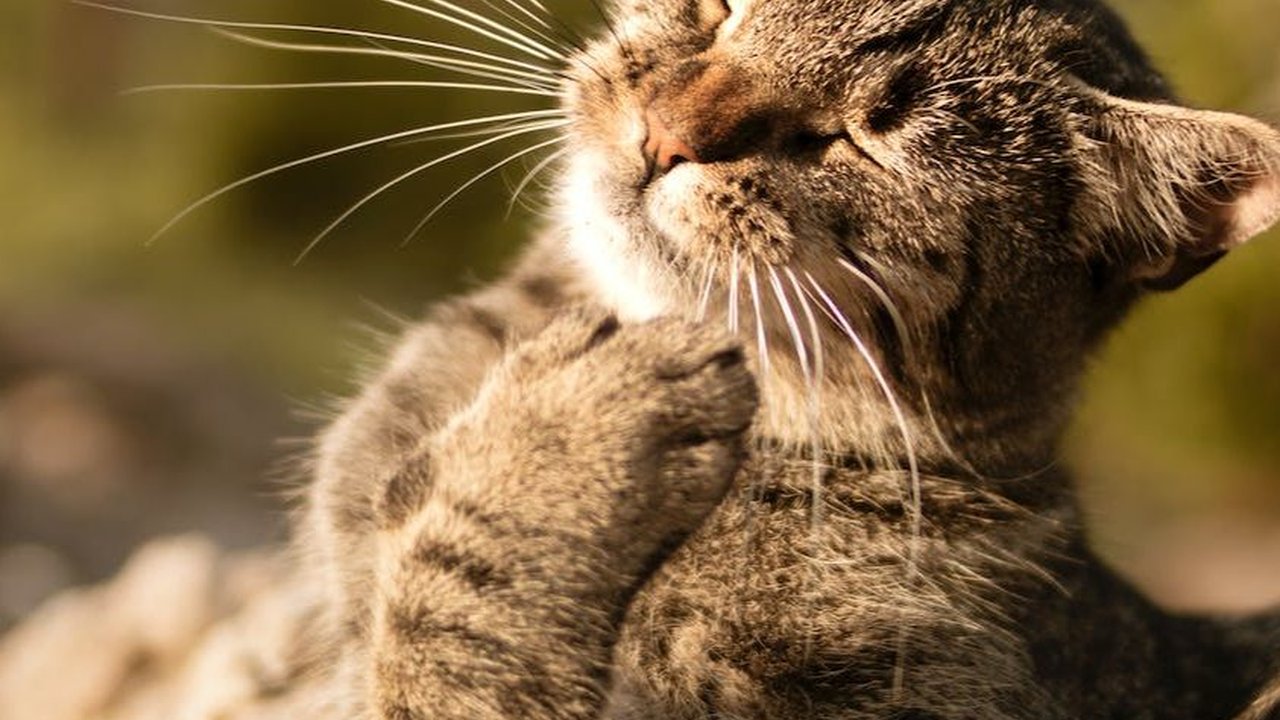 Bukan Hanya Oarfish, 11 Hewan Ini Juga Kerap Disebut Sebagai Pertanda Bencana