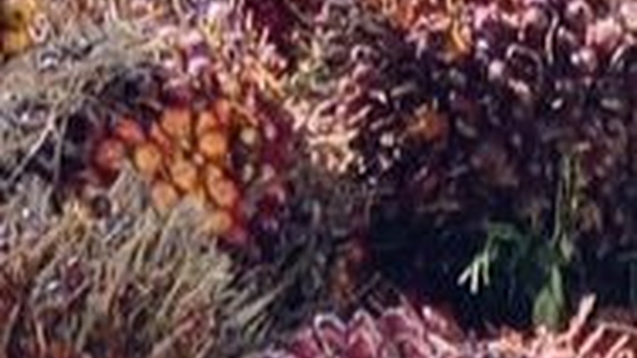 Pemerintah Bakal Tertibkan Jual Beli Benih Sawit di Marketplace