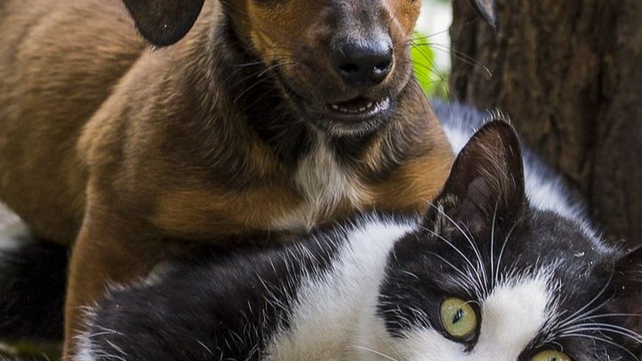 Apakah Anjing Lebih Cerdas dari Kucing? Peneliti Ungkap Fakta Dibaliknya