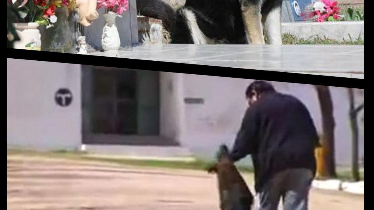 8 Anjing Setia seperti Hachiko, Tunggu Majikan yang Meninggal Bertahun-Tahun