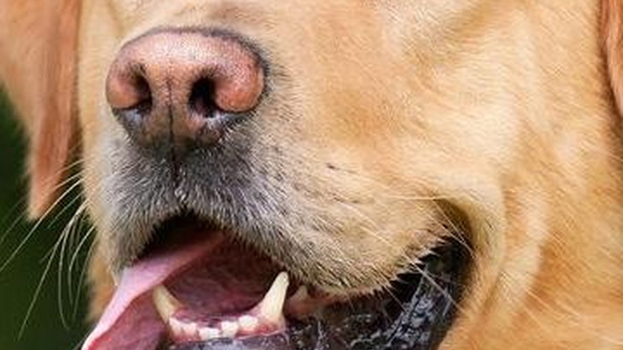 Ternyata Dulu Pelihara Anjing Wajib Bayar Pajak, Tujuannya Mulia Sekali