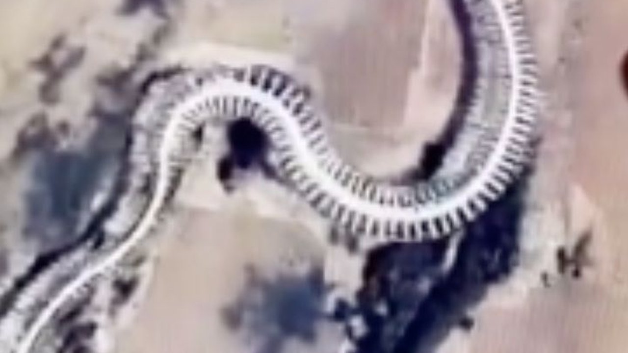 Kerangka Ular Raksasa Titanoboa yang Punah Terekam Google Maps, Ini Faktanya