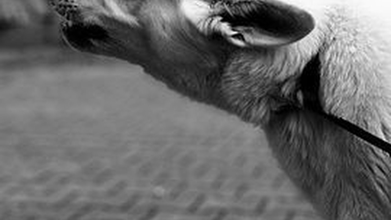 Gejala Penyakit Distemper pada Anjing, Infeksi Virus Berbahaya selain Rabies