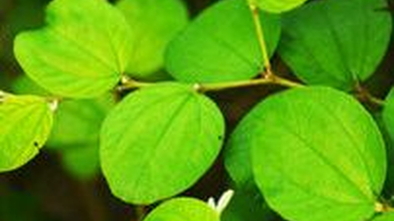 8 Manfaat Daun Bidara Arab dan Cara Menggunakannya, Atasi Masalah Kulit hingga Diabetes