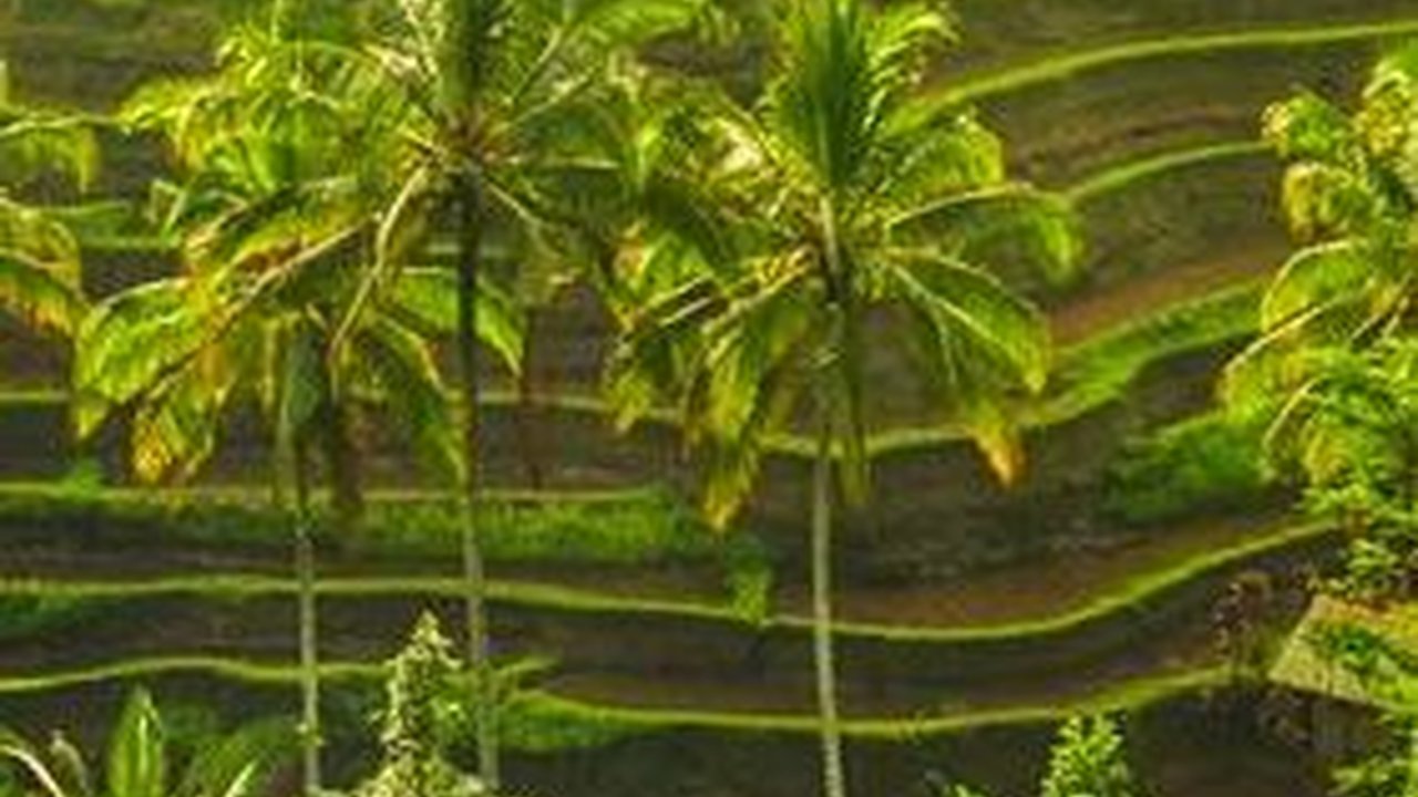 Reaksi Pemprov Bali, Filipina Comot Video Pemandangan Sawah di Ubud