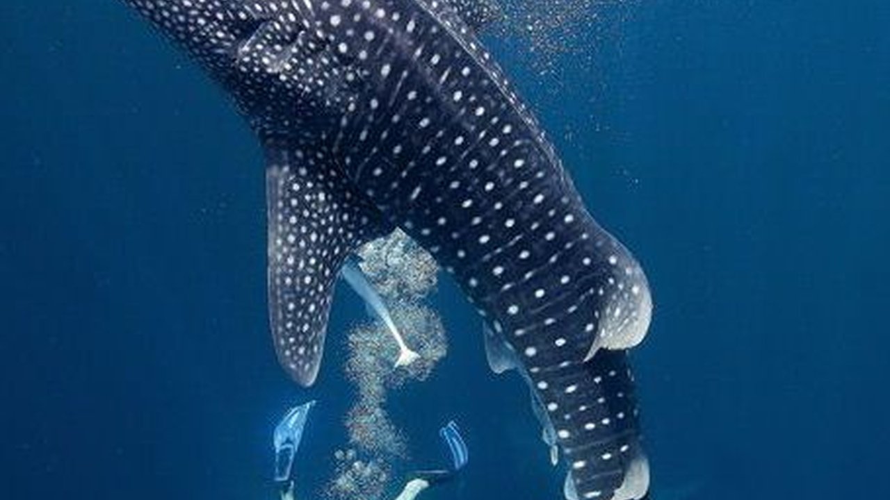 Fakta Munculnya Hiu Tutul di Laut Tuban, Nyaris Tabrak Perahu Nelayan