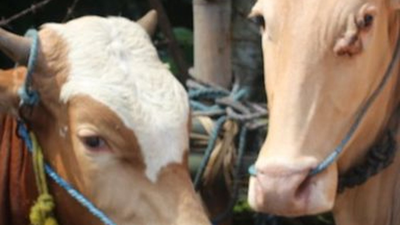 Waspada! Antraks Bisa Picu Kematian pada Manusia dalam 24 Jam