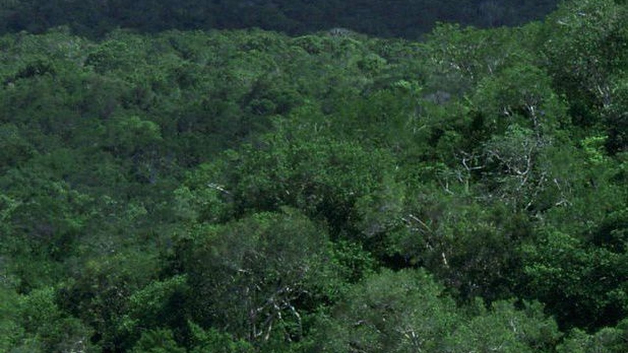 Kota yang Hilang Berusia 1000 Tahun Ditemukan di Hutan, Ada Piramida Setinggi 15 Meter
