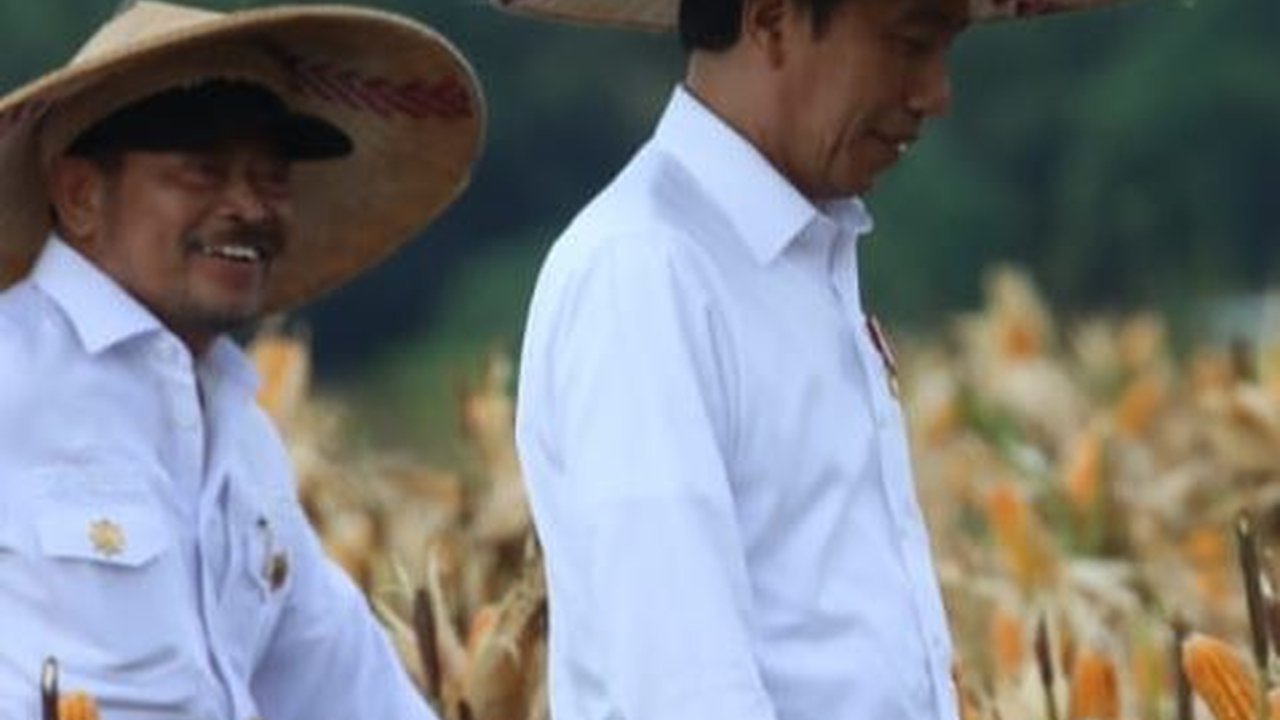 Jokowi Pastikan Program Food Estate Keerom Berkembang Baik
