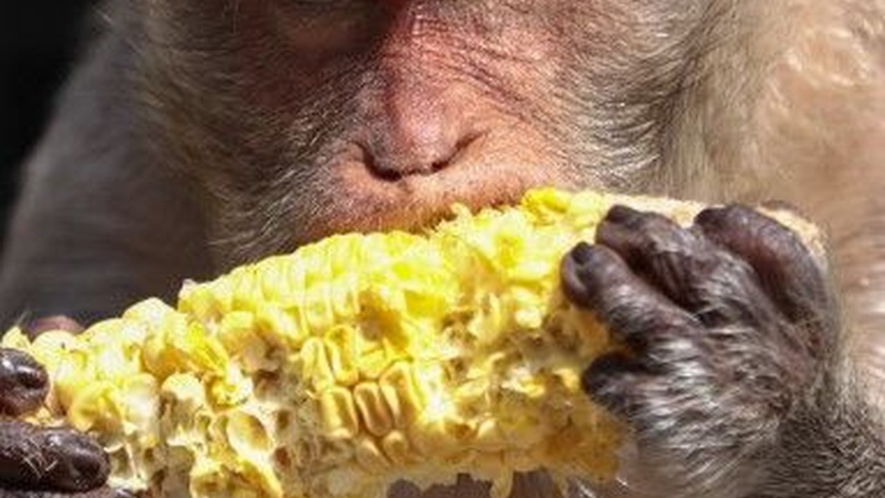 Kejadian Langka Monyet Bantai 250 Anjing, Motifnya Disebut Balas Dendam