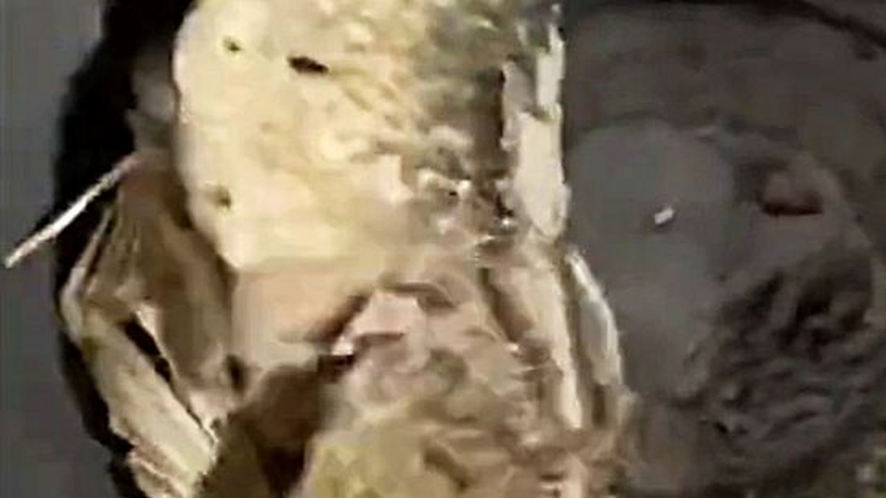 Video Viral Ikan yang Sudah Mati Menggelepar bahkan Sesudah Digoreng, Apa Penyebabnya?