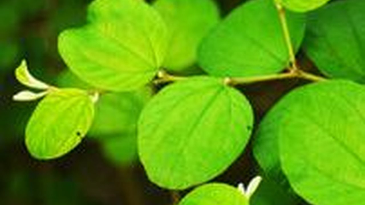 Khasiat Pohon Bidara untuk Kesehatan, Tawarkan Manfaat di Setiap Bagiannya