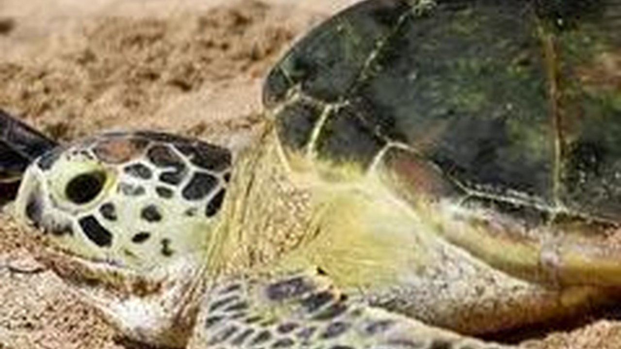 Eksotisme Pantai Sukamade, Tempat Bertelur Terbaik Penyu Raksasa Hindia dan Pasifik