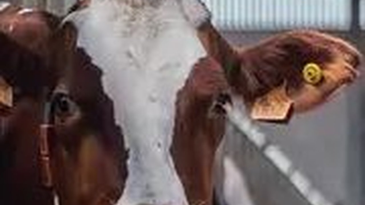 Data Kasus Antraks di Gunungkidul: 12 Hewan Ternak Mati dalam 3 Bulan