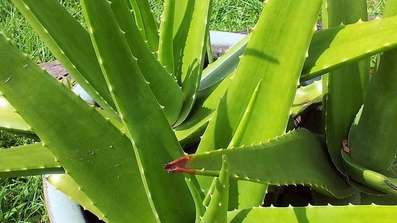 Manfaat Lidah Buaya untuk Muka, Melembapkan hingga Obati Jerawat
