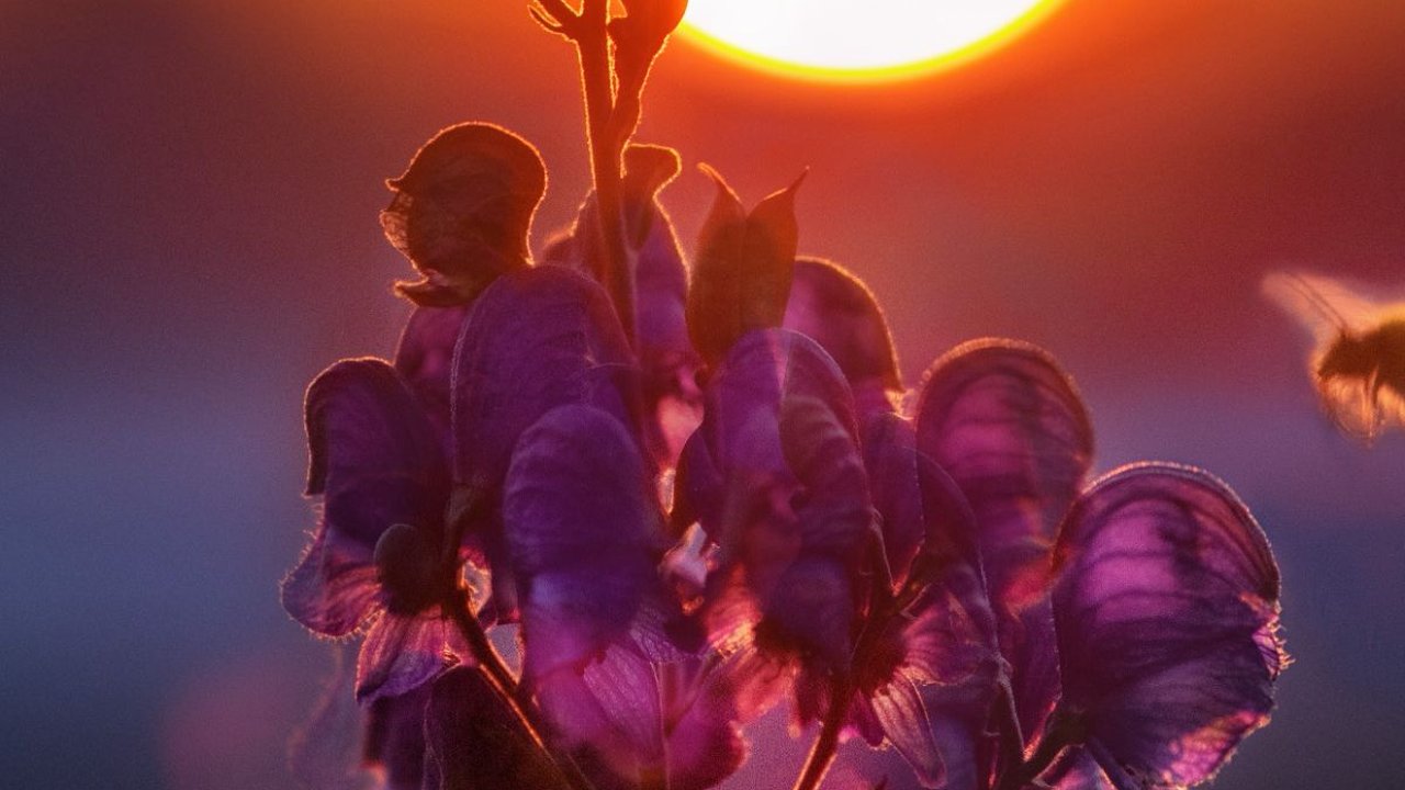 Manfaat Matahari bagi Kehidupan di Bumi, Bantu Proses Pertumbuhan