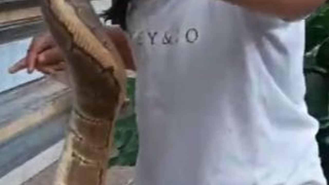 Jatuh Martabat Ular Piton, Tak Berkutik Jadi Mainan Balita di Baby Walker