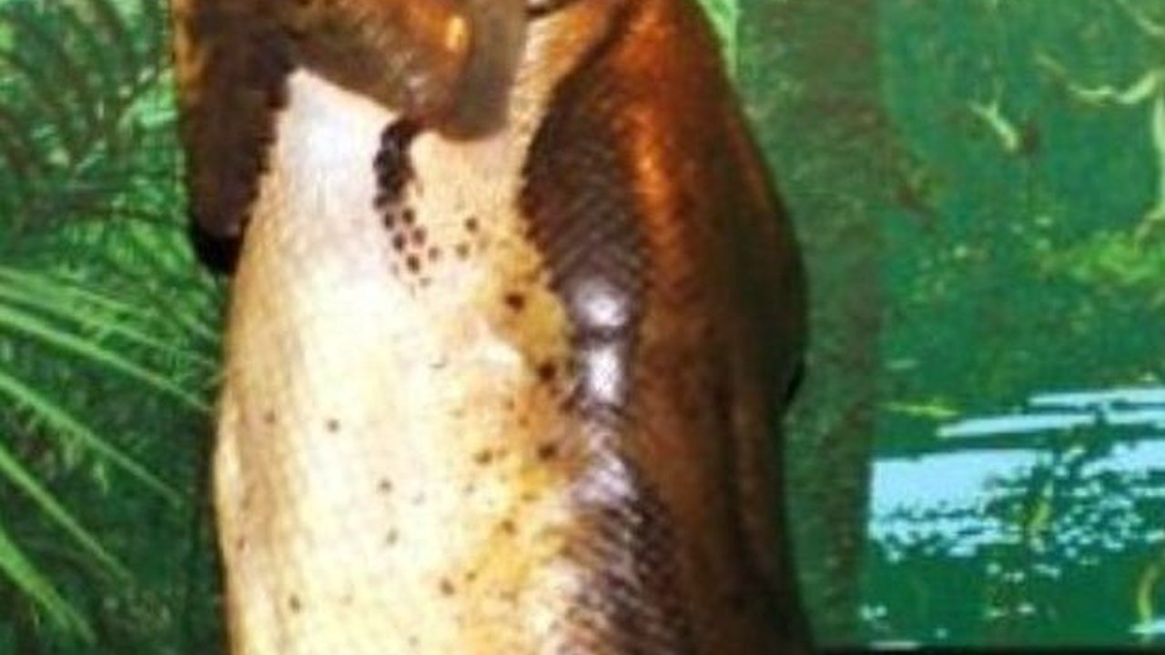 Bukan Penjaga Hutan Kalimantan, Ini Penampakan Ular Terbesar di Dunia