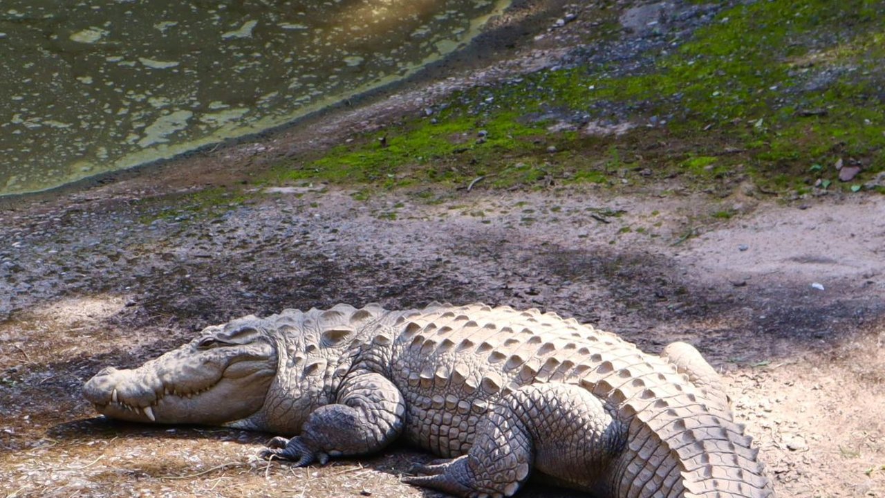 Banyak Ditemukan di Jalan, Ini Alasan Florida jadi Negara Favorit Aligator dan Buaya