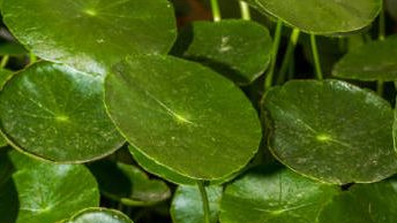 10 Khasiat Gotu Kola, Herba Populer dalam Praktik Pengobatan Ayuverda