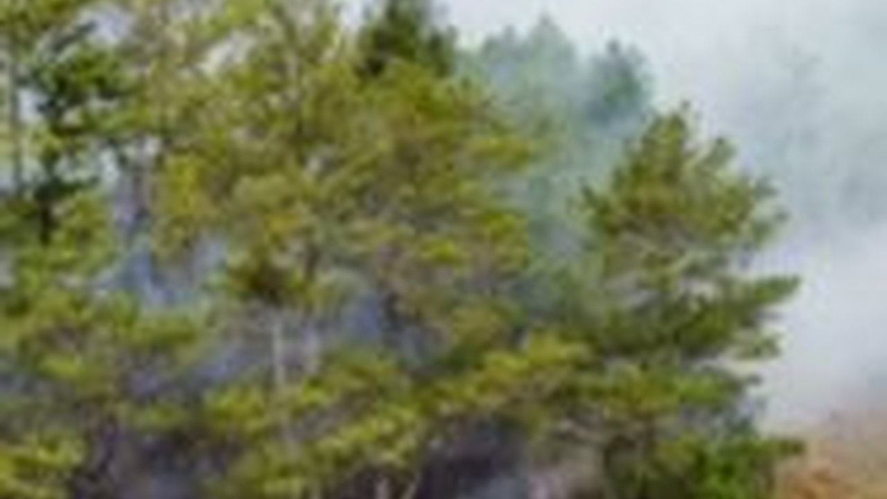 Karhutla Mulai Marak di Sumsel, Puluhan Hektare Lahan Terbakar dalam Sehari