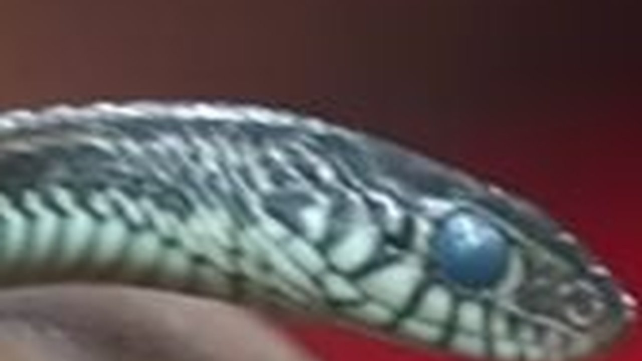 Pertarungan Sengit Ular vs Katak, Endingnya Tak Terduga