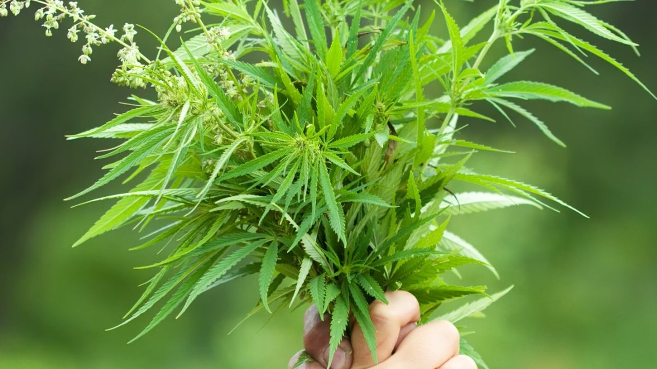 Jual Ganja di Warung Kopi, Ibu Paruh Baya di Tapanuli Selatan Ditangkap Polisi