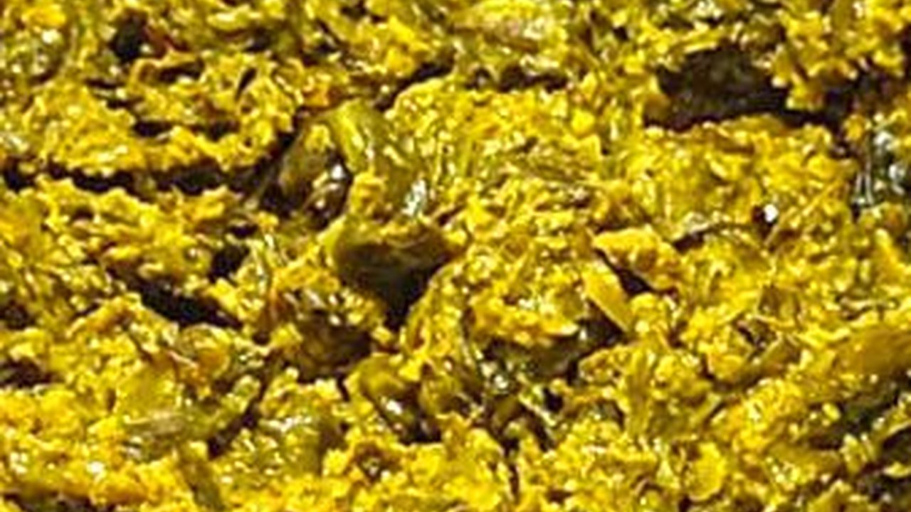 Mencicipi Lehedalo Nifange, Rendang Talas Khas Nias