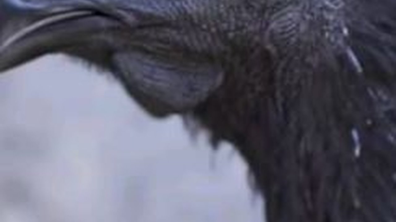 Terinspirasi dari Leluhur, Pria Temanggung Sukses Ternak Ayam Paling Mahal di Dunia