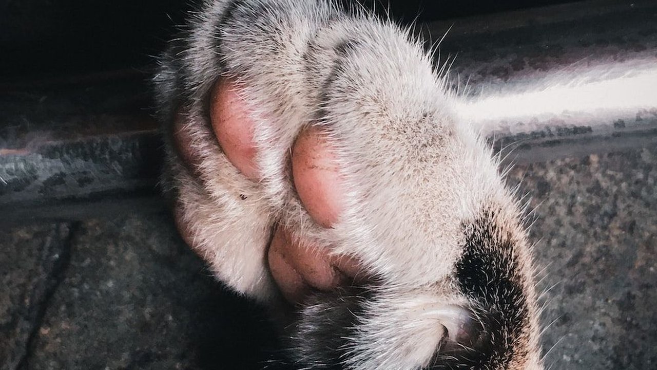 Penyakit Cakar Kucing yang Perlu Diwaspadai, Ketahui Gejala dan Cara Mencegahnya