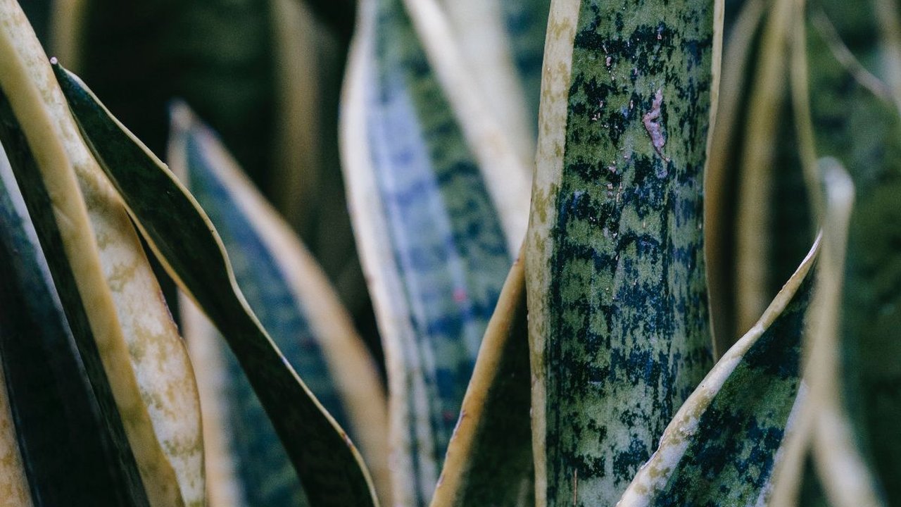 10 Tanaman Hias Pembersih Udara dalam Rumah, Buat Ruangan Makin Sejuk dan Sehat