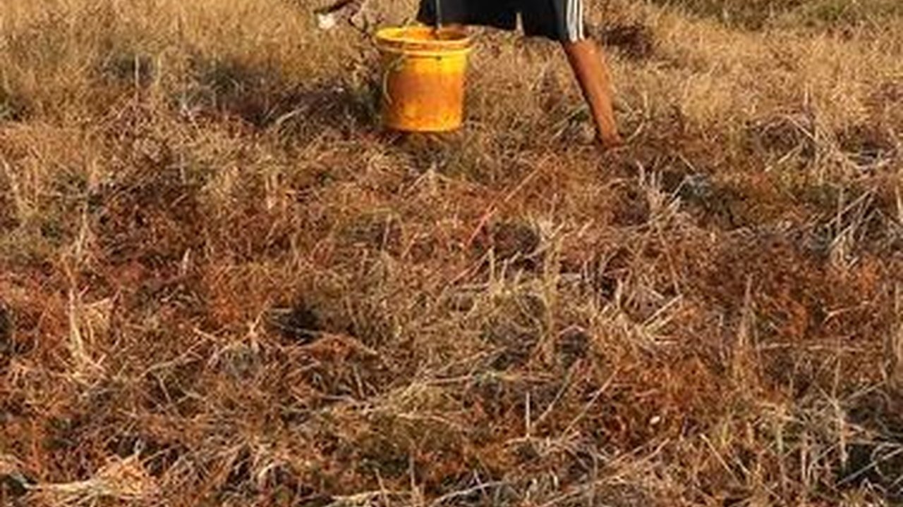 Pemkab Banyumas Optimistis Padi di Wilayahnya Selamat dari Kekeringan, Ini Penjelasannya