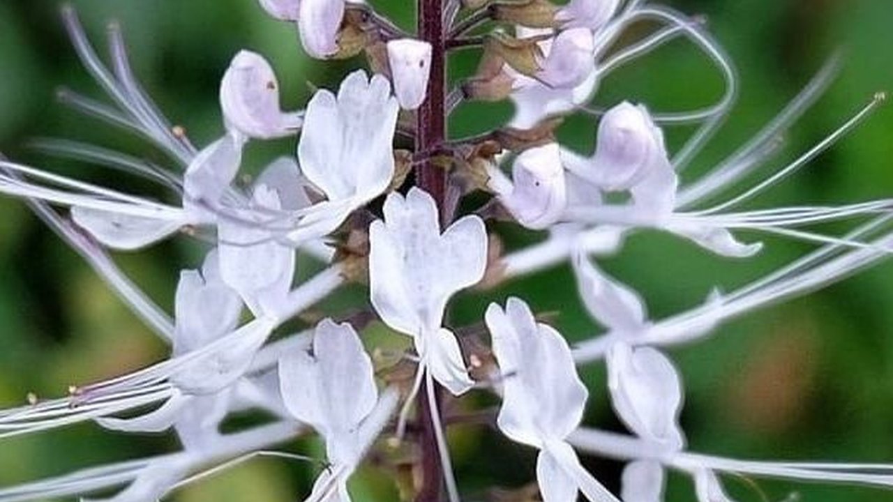 Siapa Sangka Daun Kumis Kucing Ternyata Memiliki 11 Manfaat Ini