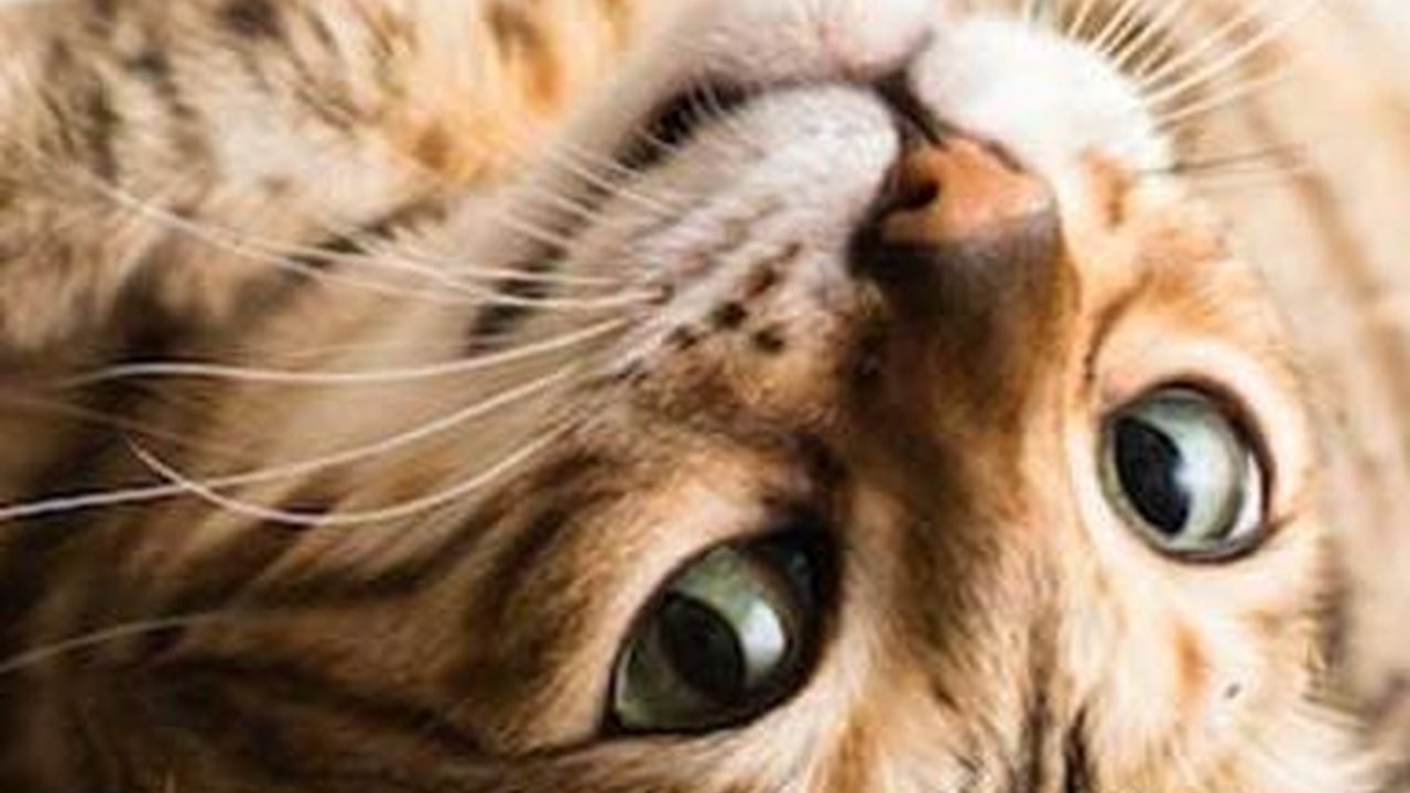 Tak Hanya Bikin Mabuk, Ini Manfaat Catnip Untuk Kucing