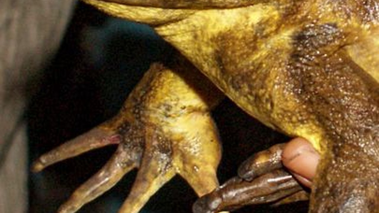 Kodok Terbesar di Dunia Bikin Ilmuwan Takjub, Bisa Membuat Kolam Sendiri