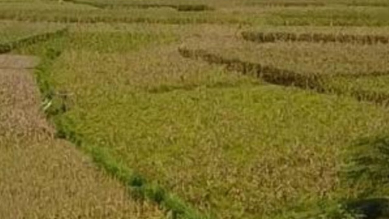 JUT Dongkrak Produktivitas dan Kesejahteraan Petani Temanggung