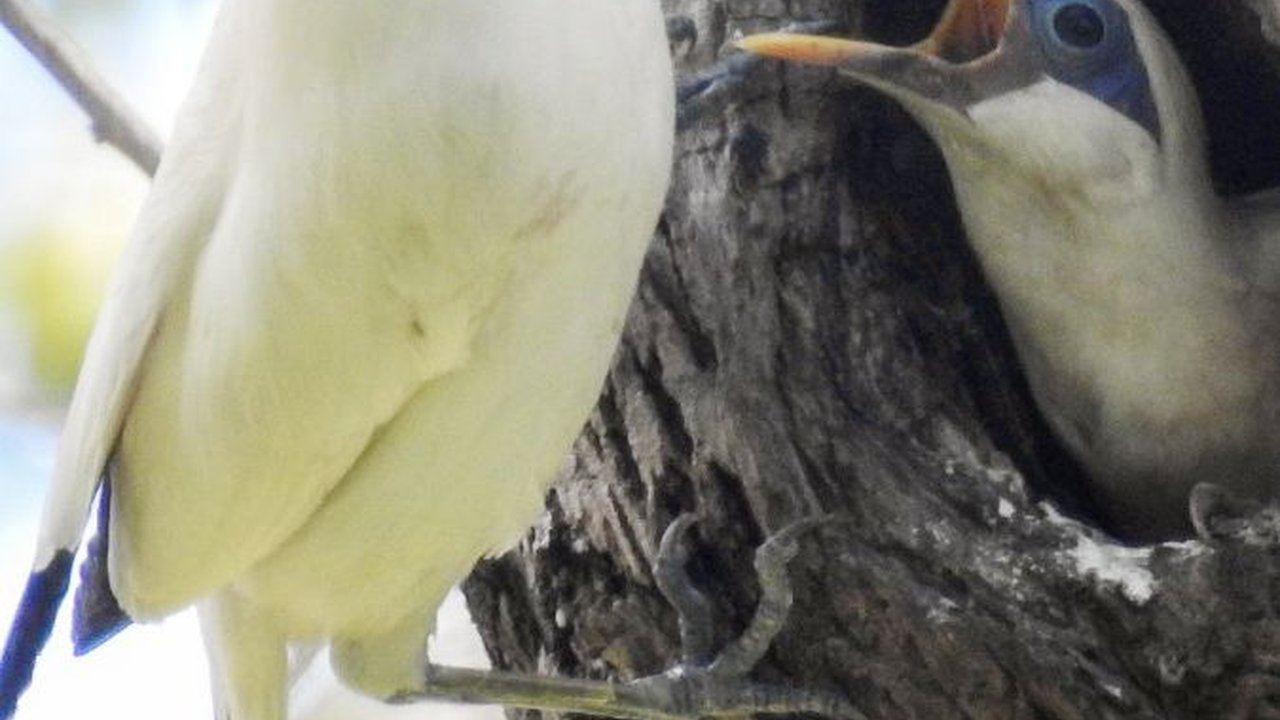Kabar Gembira dari Pulau Dewata, Populasi Jalak Bali di TNBB Melonjak