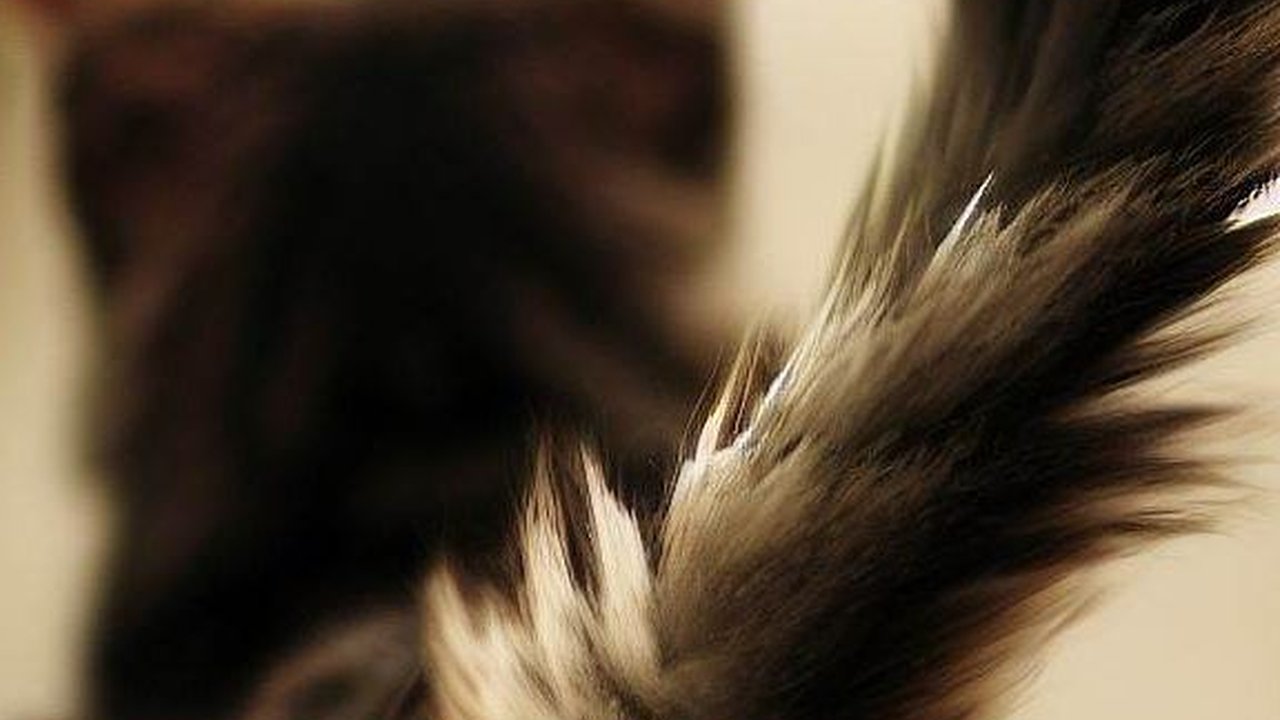 Cek 6 Kondisi Psikis Kucing Berdasarkan Gerakan Ekornya