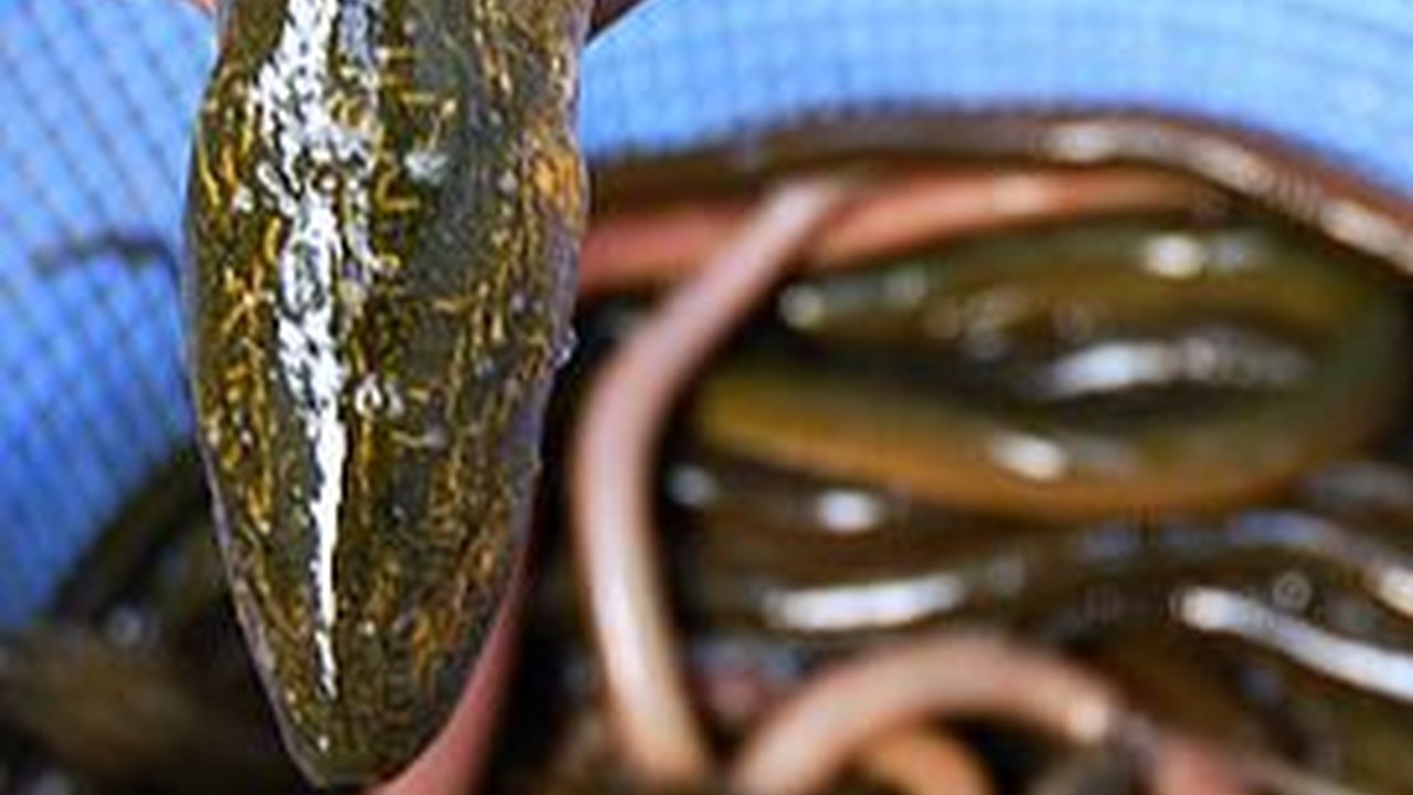 Licin dan Bergizi, 6 Manfaat Kesehatan Ini Bisa Diperoleh Tubuh dari Konsumsi Belut