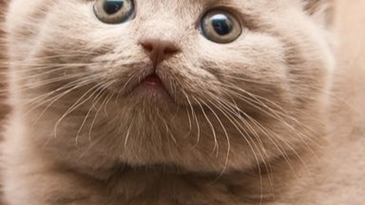 Mengenal Jenis Kucing Persia dari Ciri Khas Fisiknya