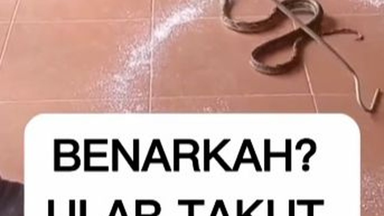 Ular Takut Sama Garam? Video Ini Buktinya