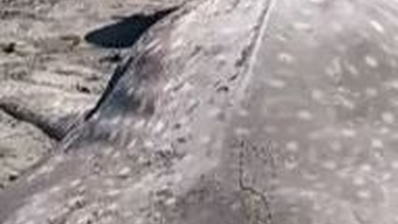 Cerita Hiu Tutul Sepanjang 5 Meter yang Mati di Tepian Pantai Purworejo, Tubuh Penuh Luka