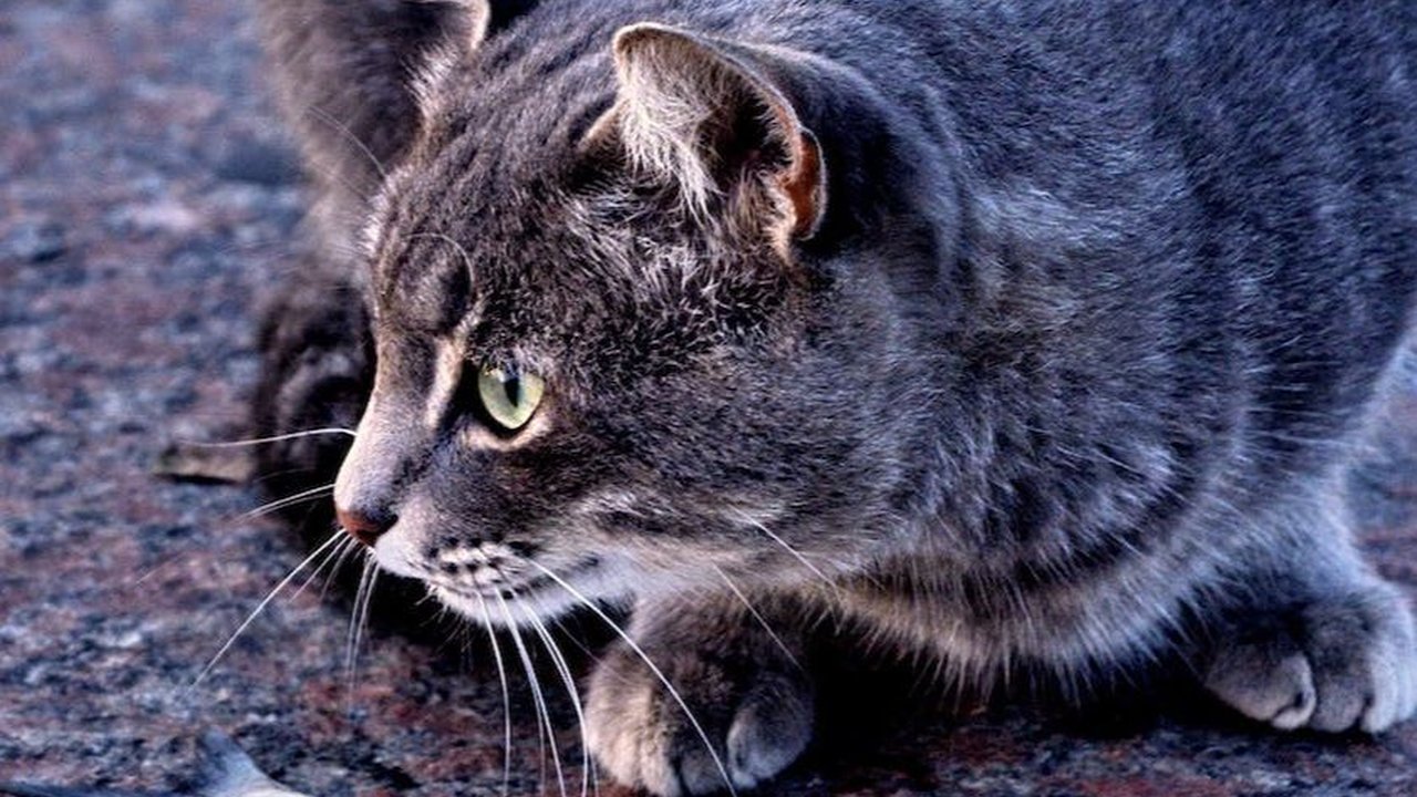 Sudah Tahu Belum Kalau 13 Makanan Ini Bisa Dimakan Kucing?