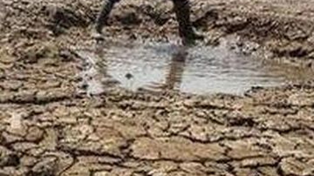 Kekeringan Melanda Ngawi, Begini Perjuangan Warga Ambil Air di Sungai Bengawan Solo