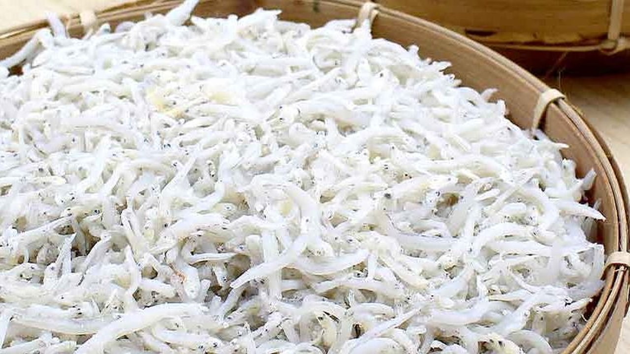 9 Jenis Ikan yang Bagus Untuk Kecerdasan Otak Anak dengan Harga Terjangkau