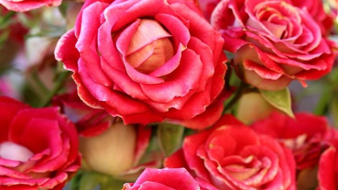 Arti Bunga Mawar Berdasarkan Warnanya, Lambang Cinta hingga Kesetiaan