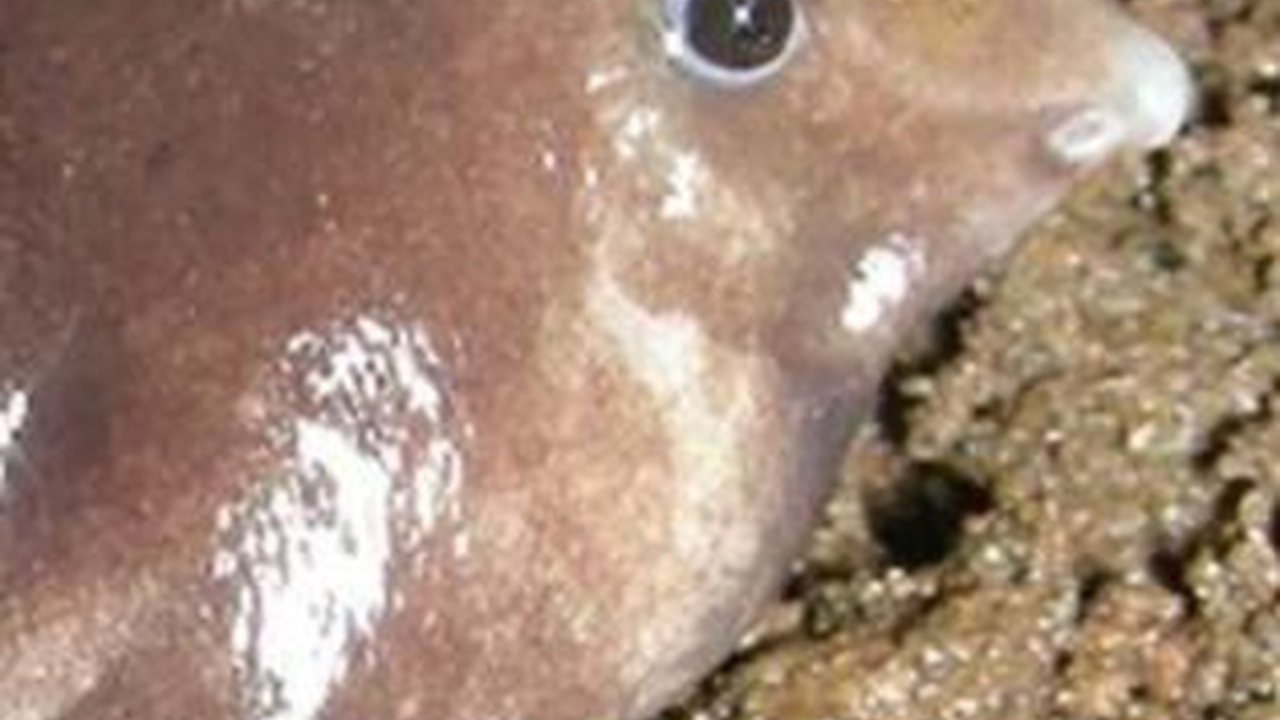 Ilmuwan Temukan Spesies Baru Kodok, Bentuknya Aneh Mirip Tikus Tanah