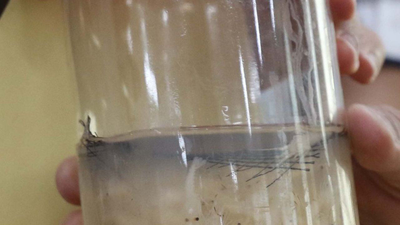 Penyelundupan 34.222 Benih Lobster ke Singapura Digagalkan Petugas Bandara Soekarno-Hatta